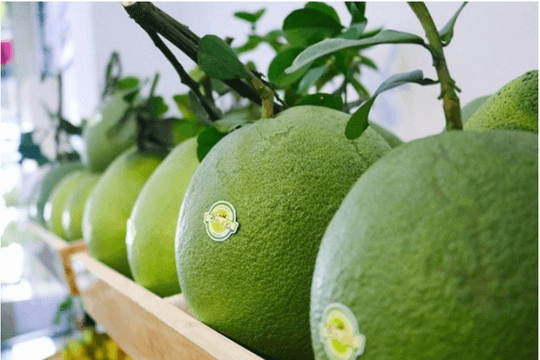Bưởi Việt Nam vào thị trường Hàn Quốc