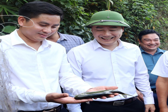 Hồi sinh đàn cá Mát giữa đại ngàn xứ Nghệ