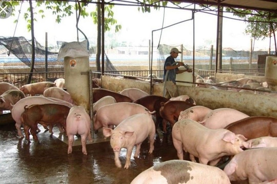 Đồng Nai: Di dời cơ sở chăn nuôi, cần sự nỗ lực từ nhiều phía