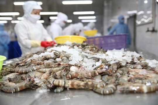 Xuất khẩu tôm đạt 2 tỷ USD trong 7 tháng