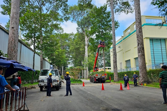 TP.HCM yêu cầu làm rõ trách nhiệm vụ nhánh cây gãy làm 5 người thương vong