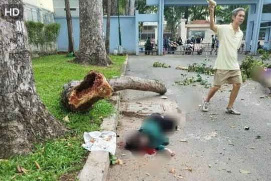 Cành cây cổ thụ gãy đổ, nhiều người thương vong