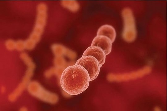 Người đàn ông tử vong do mắc liên cầu lợn