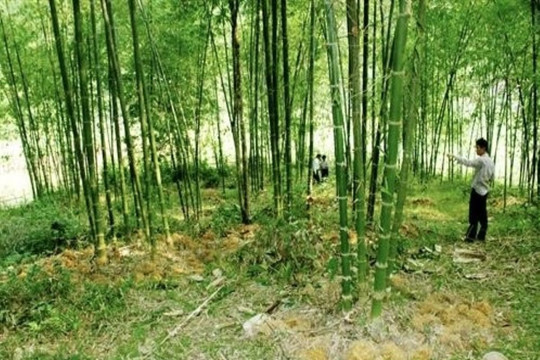 Bị dao phi trúng ngực khi đi đòi tiền hộ vợ hờ