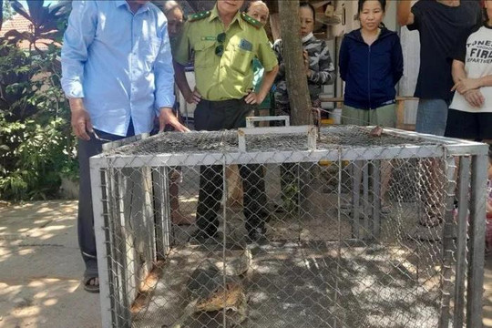Người dân tự nguyện giao nộp con kỳ đà hoa quý hiếm