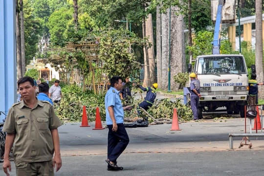 Mở lớp đào tạo chuyên sâu về cây xanh sau vụ nhánh cây gãy đè chết 2 người