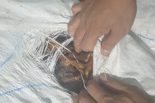 Thu giữ 1,9 tấn chân gà đã bốc mùi, không rõ nguồn gốc