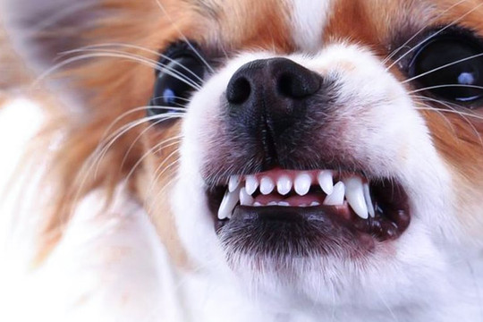 Đồng Nai: Chó dại tấn công 11 người dân đang tập thể dục