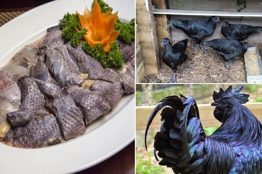 Món đặc sản “ngủ trên cây” miền biên viễn