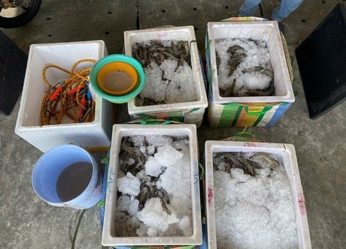Bắt quả tang cơ sở bơm rau câu vào tôm nguyên liệu
