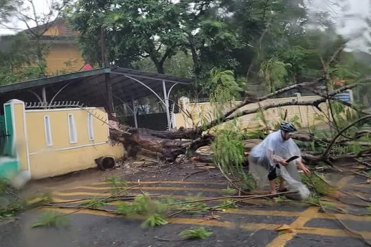 Cây phượng bật gốc đè sập tường rào của trường học, chắn ngang đường giao thông