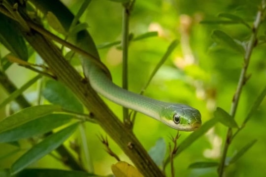 Cảnh báo rắn cắn, chui vào nhà khi mùa mưa