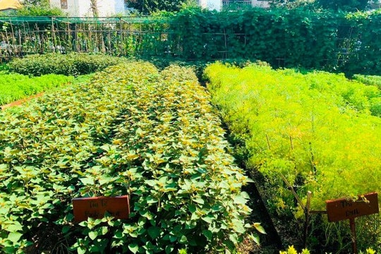 25 doanh nghiệp Quảng Nam đạt chứng nhận du lịch xanh