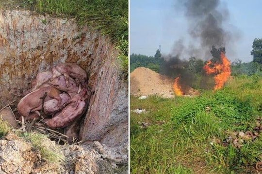 Trảng Bom (Đồng Nai): Tiêu huỷ 1.500 tấn heo chết bốc mùi hôi thối