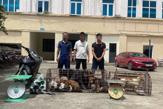 Triệt phá ổ nhóm chuyên trộm chó