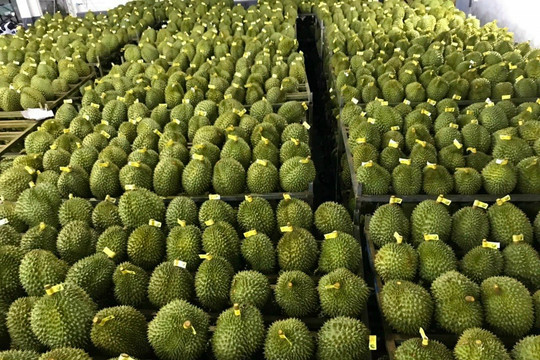Sầu riêng đông lạnh sắp sang Trung Quốc