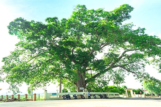 Hang Rú Ấm và cây đa Làng Trù: Di tích lịch sử Cách mạng