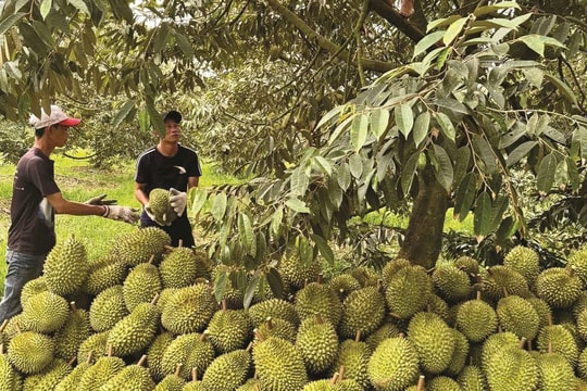 Cắt bỏ hơn 360 trái sầu riêng vì mâu thuẫn mua bán đất rẫy
