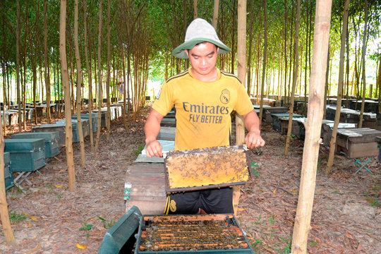 Nghề đưa ong đi tìm mật