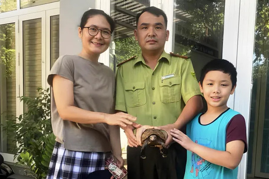 Người dân ở Huế tự nguyện giao nộp cá thể rùa vàng núi quý hiếm