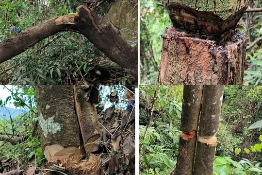 Thanh Hóa: Điều tra, làm rõ vụ phá rừng tại xã Điền Lư