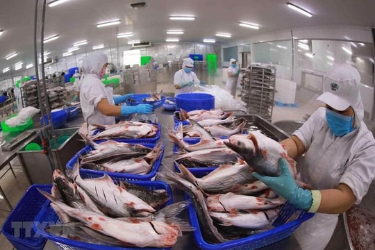 Xuất khẩu cá tra "giữ phong độ" phục hồi tốt