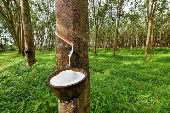 Xuất khẩu cao su tăng trưởng những tháng cuối năm