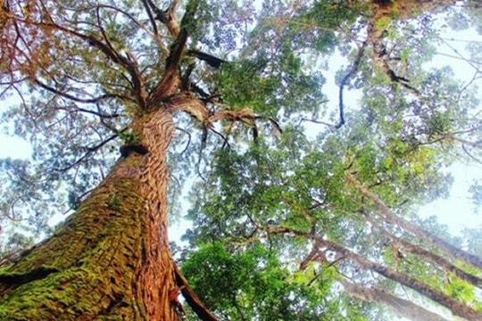 Gắn biển công nhận trên 4.000 Cây di sản Việt Nam