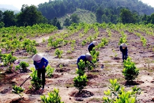 Chính phủ quy hoạch lâm nghiệp những năm tới thế nào?