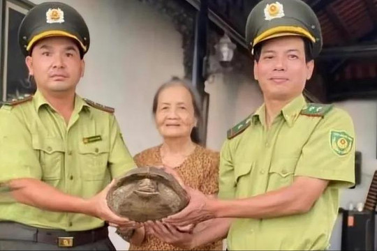 Cá thể rùa sen vàng quý hiếm vừa được người dân ở Huế tự nguyện giao nộp