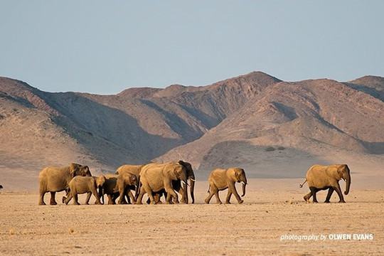 Namibia có kế hoạch giết hơn 700 động vật để cứu đói