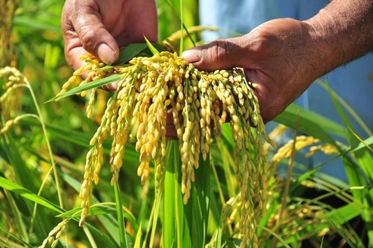 Xuất khẩu gạo đạt 6,16 triệu tấn, thu về 3,85 tỷ USD