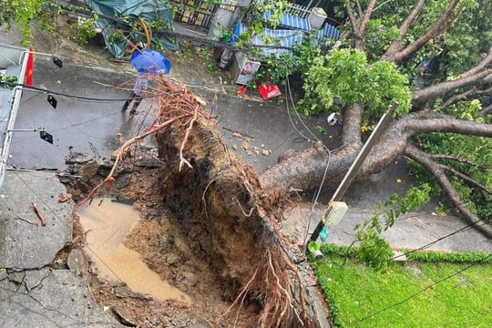 Hàng loạt cây xanh TP.HCM bật gốc sau trận mưa lớn