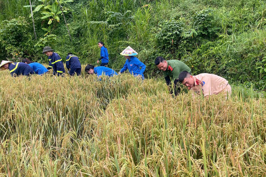 Công an Nghệ An xuống đồng giúp dân gặt lúa “chạy bão”