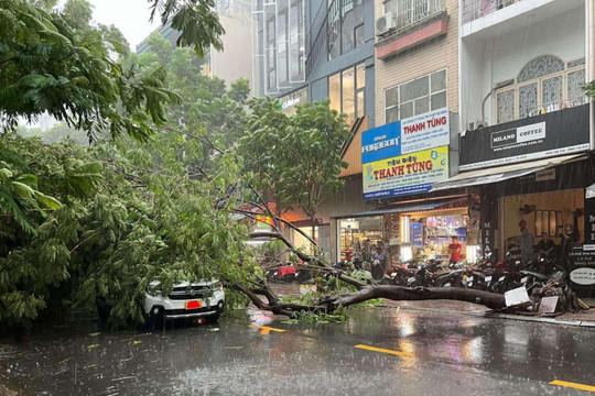 TP. Hồ Chí Minh: Mưa to kèm giông lốc khiến nhiều cây gãy đổ