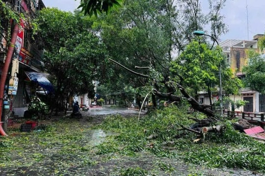 Thái Bình mất điện diện rộng, cây xanh đổ la liệt do bão số 3