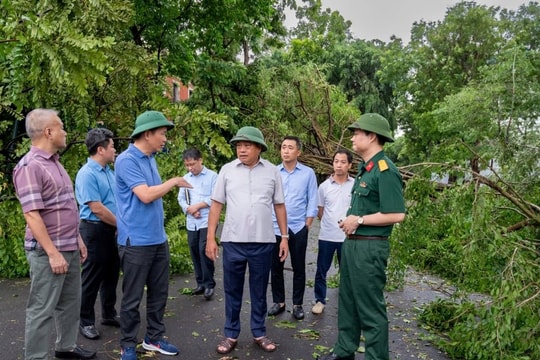 Hà Nội sẽ trồng lại ngay cây quý hiếm bị đổ, nghiêng