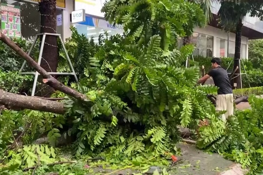 Hà Nội khắc phục hậu quả, giải toả cây đổ sau bão Yagi