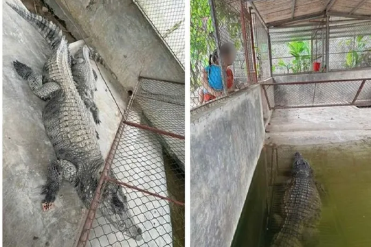 Yên Bái: Xôn xao thông tin hai con cá sấu sổng chuồng do ngập lụt