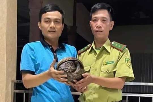 Người dân giao nộp cá thể tê tê quý hiếm