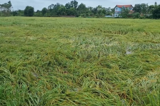 Vĩnh Phúc: Người dân gặt lúa "chín non" để tránh thiệt hại do bão lũ