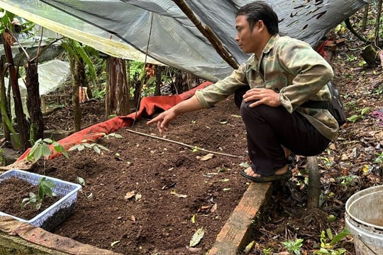 Một hộ dân mất hơn 300 cây Sâm Ngọc linh