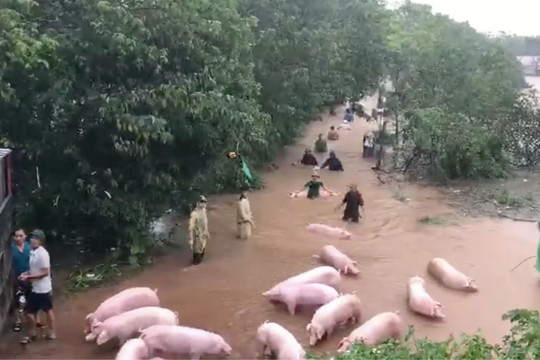 Phú Xuyên (Hà Nội): Khẩn trương sơ tán người dân và tài sản khu vực ven sông Hồng đến nơi an toàn