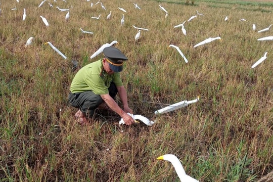 Tháo gỡ hàng loạt bẫy săn bắt chim trời