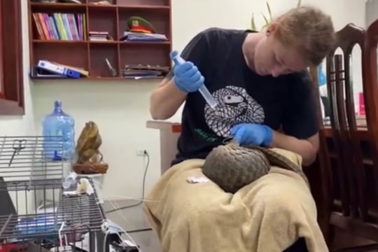 Tiếp nhận 2 động vật nằm trong Sách Đỏ thả về tự nhiên