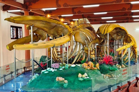 Đảo Lý Sơn - nơi trưng bày hai bộ xương cá Ông lớn nhất Việt Nam