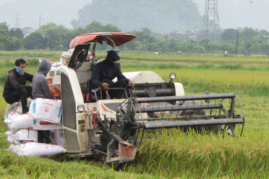 Hà Nam: Khẩn trương thu hoạch lúa mùa để khôi phục sản xuất nông nghiệp sau mưa lũ