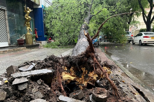 Cây me bật gốc đè nhiều xe máy ở TP.HCM