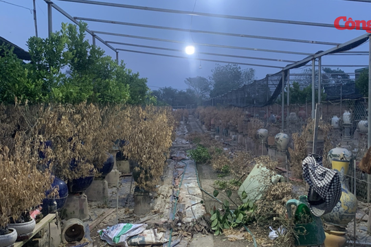 Làng quất thiệt hại sau lũ