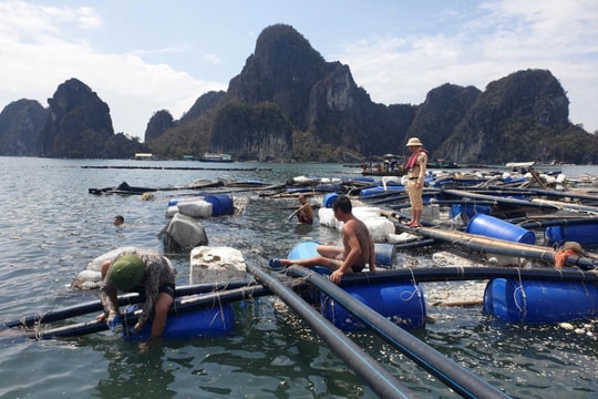 Người nuôi trồng thủy sản Quảng Ninh trắng tay sau bão Yagi